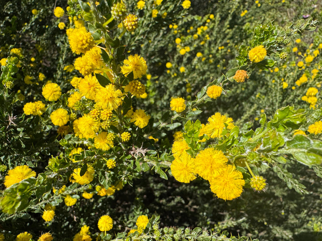 The Colour Before Green